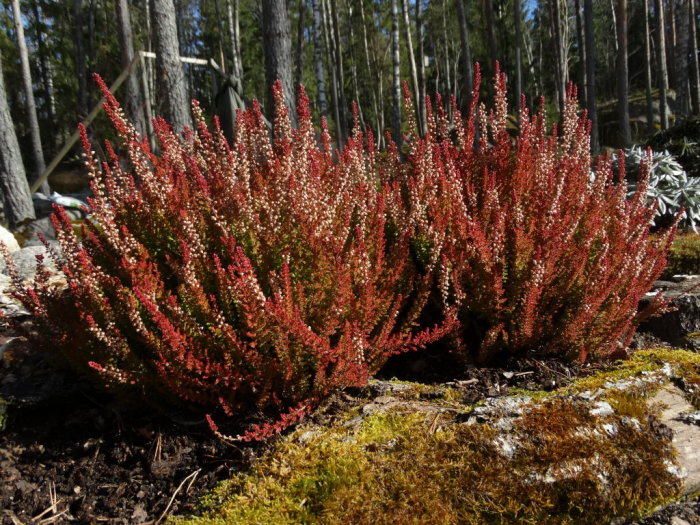 Oklippt Calluna vulgaris-höstljung i solbelyst trädgård med skogsbakgrund.