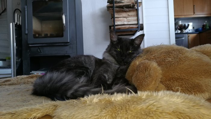 Grå katt som ligger och vilas mot en stor teddybjörn på en guldfärgad matta inomhus.