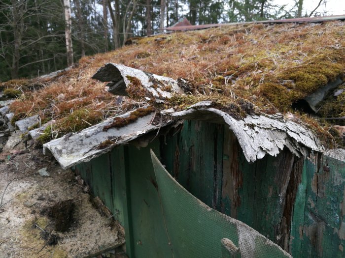 Gamla mögliga takplattor med mossa på ett förfallet sommarhustak.