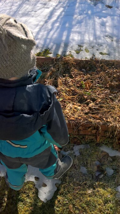 Barn betraktar en jordgubbsland i trädgården täckt av snö och löv.