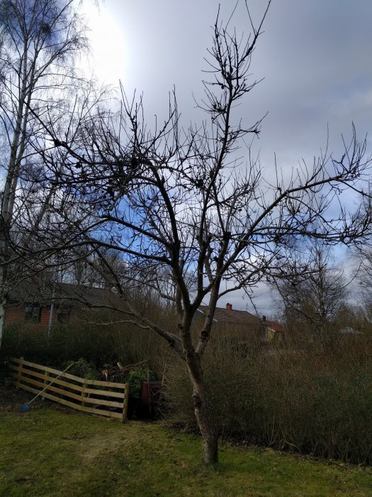 Vildvuxet äppelträd i en trädgård med flera grenar som sträcker sig uppåt mot en molnig himmel.