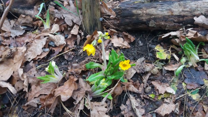 Gulvivor blommor framträdande bland höstlöv och ved på marken.