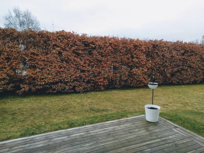 Lång Avenbokshäck med bruna löv i en trädgård, plattform i förgrunden med en lampa och kruka.