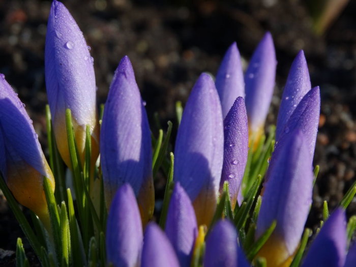 Närbild av lila Crocus sieberi 'Firefly' med daggdroppar tidig morgon.