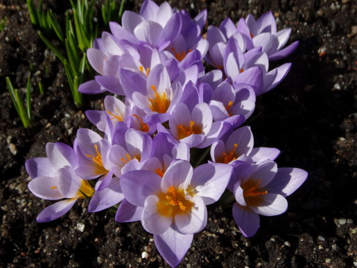 Grupper av lila Crocus sieberi 'Firefly' blommor i jord, fotograferade i morgonljus.