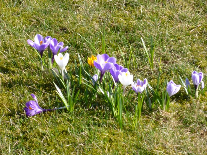 Lila och vita krokusar som blommar i grönt gräs under en vårpromenad.