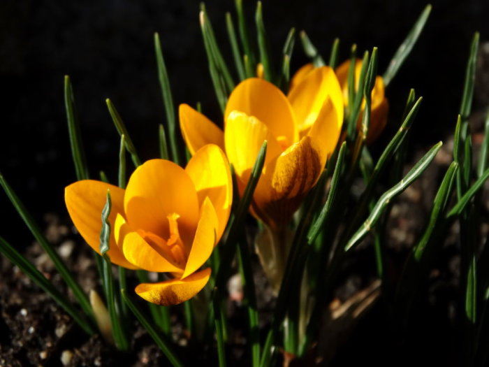 Gula krokusar, Crocus chrysanthus, i förgrunden med gröna blad och mörk jord, i solljus.