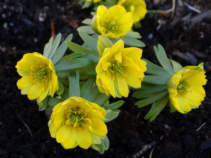 Gul dubbel vintergäck (Eranthis hyemalis 'Flore Pleno') i blom mot mörk jordbakgrund.