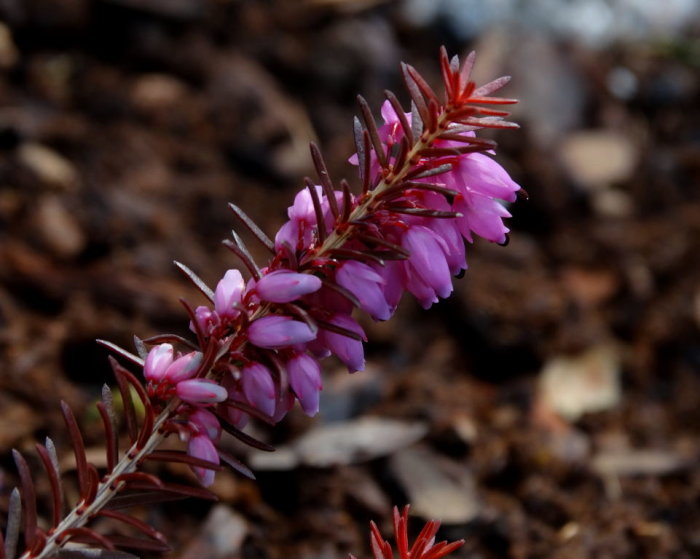 Närbild av Erica carnea 'Whiskey', vårljung, med rosa blommor mot mörk jordbakgrund.