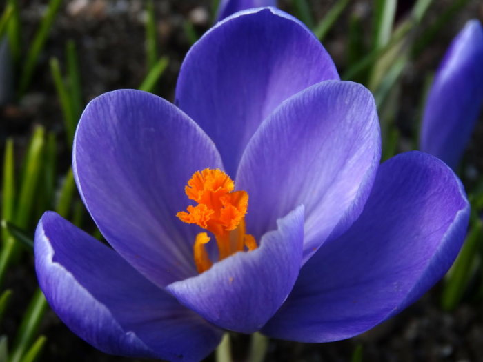 Närbild på en lila krokus med orange pistiller, omgiven av gröna blad.