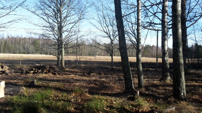 Trädbevuxen naturtomt med skymt av äng i bakgrunden under en klar dag, illustrerar den nämnda charmen med viltliv.