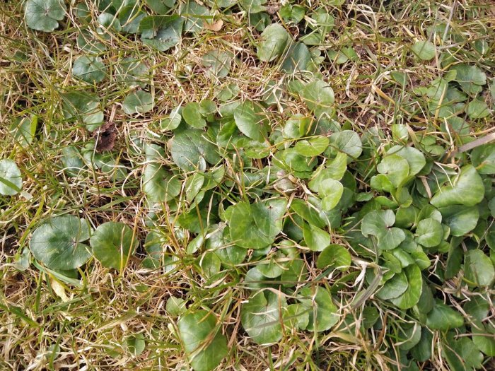 Gröna blad på marken bland torrt gräs och små kvistar. Naturligt ljus. Utomhus, marktäckare, vegetation.