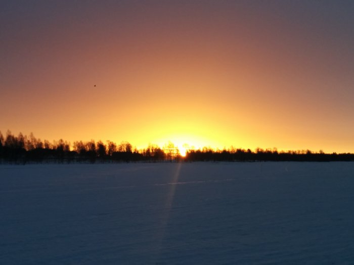 Soluppgång över snötäckt fält med trädlinje i horisonten och klar himmel.