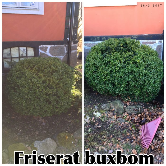 Två bilder på välklippta buxbom i trädgård före och efter frisering, med texten "Friserat buxbom".