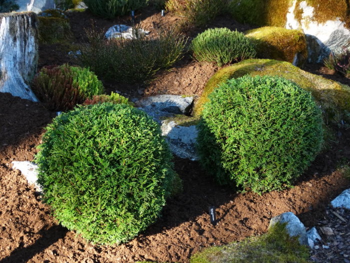 Två välklippta T. occidentalis 'Tiny Tim' buskar i en trädgård med stenar och marktäckning.