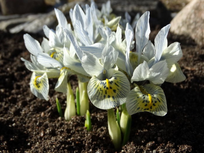 Iris reticulata 'Katharine Hodgkin' i blomning i jord med detaljer synliga.