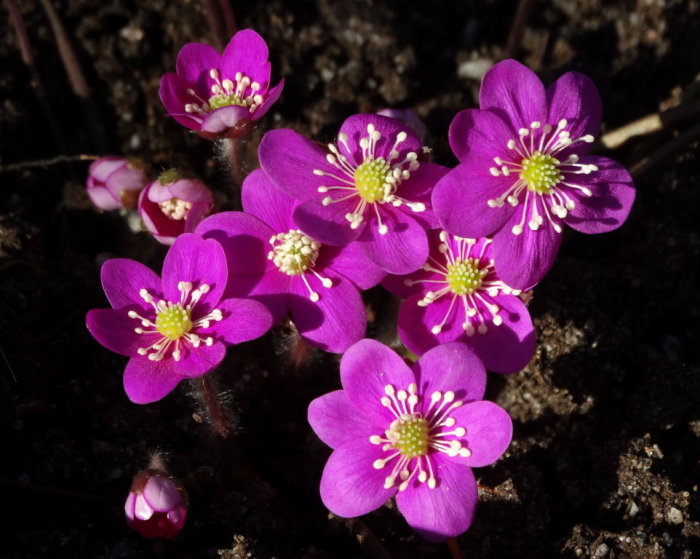 Röda Hepatica nobilis blommor fullt utslagna med synliga ståndare och pistiller i solljus.