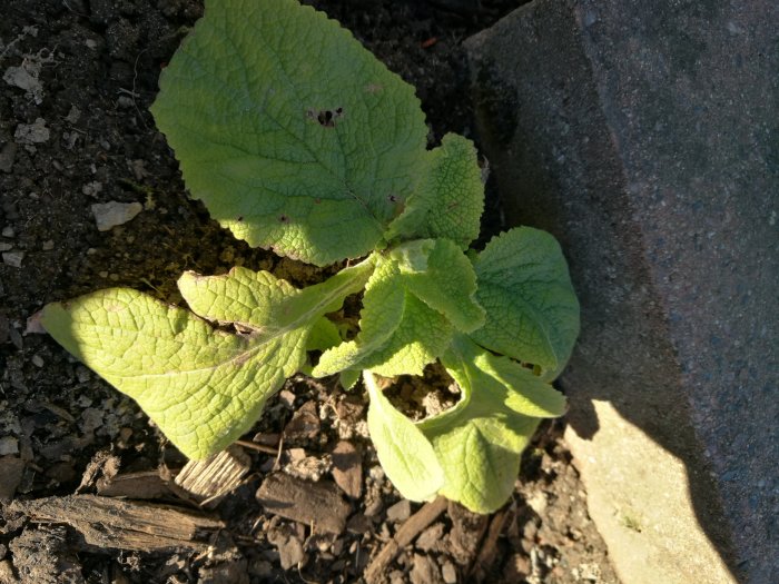 Växt med stora gröna blad i en rabatt bredvid stenplattor och jord.
