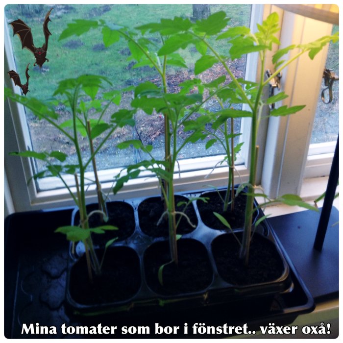 Tomatplantor i odlingskrukor på en fönsterbräda med tecknade fladdermöss dekorerade på rutan.