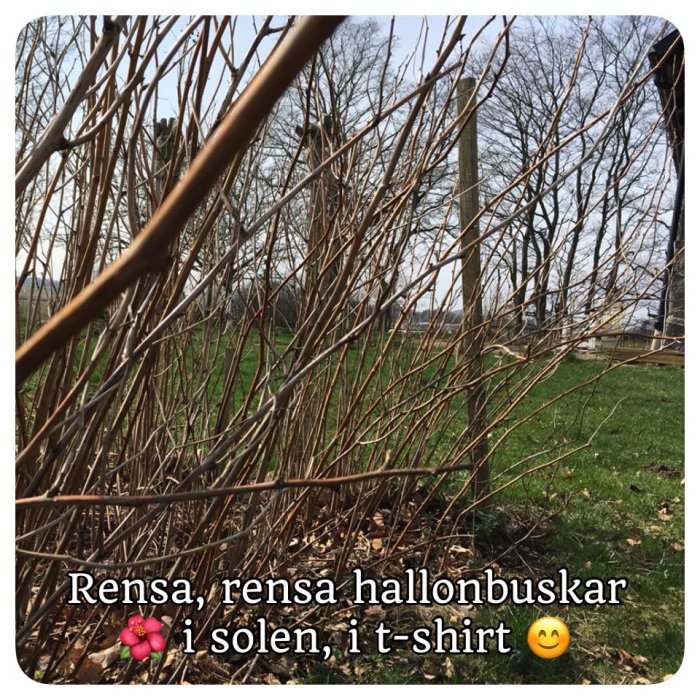 Täta hallonbuskar i en trädgård med texten "Rensa, rensa hallonbuskar i solen, i t-shirt" och emojis.