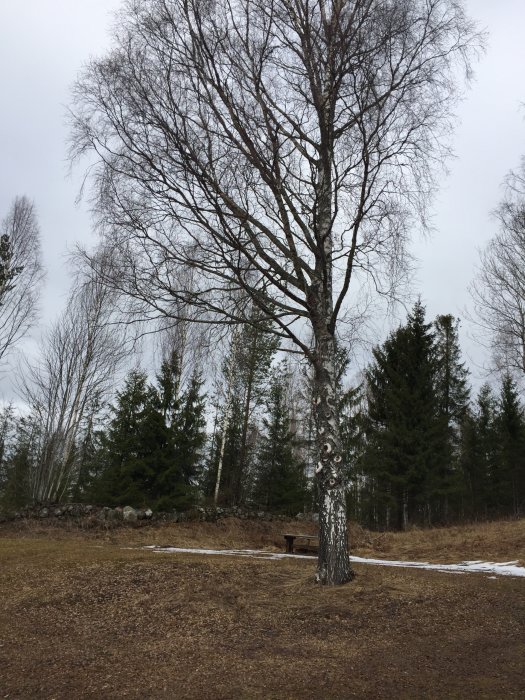 En björk i en trädgård med bar mark och några snöfläckar, omgiven av blandad skog.