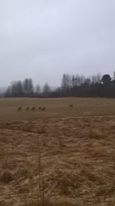 Grupp av rådjur som betar på ett öppet fält med träd i bakgrunden under grå himmel.