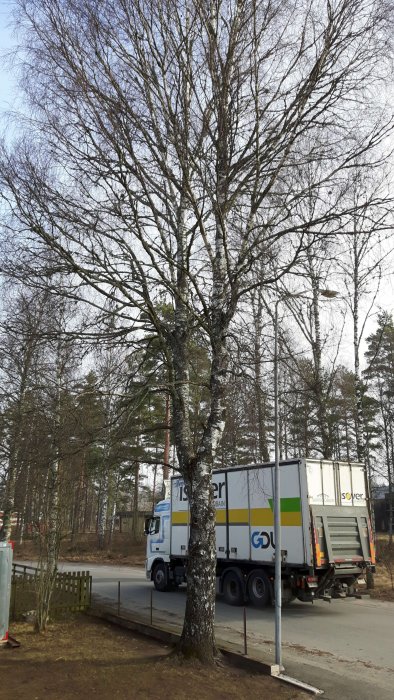 Stor björk intill väg med lastbil i bakgrunden under beskärning av arborist.