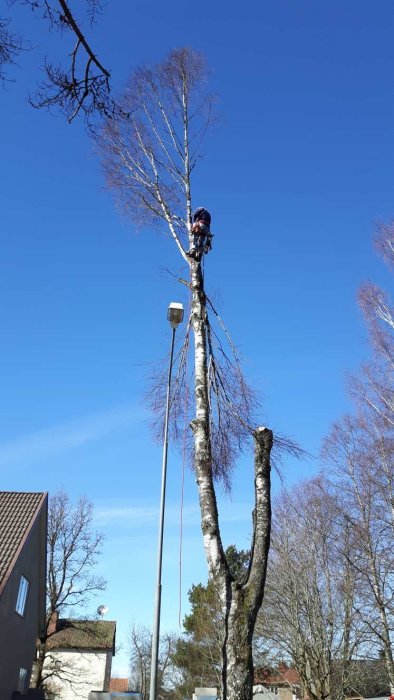 Arborist beskär en hög björk med säkerhetssele och rep vid klart väder.