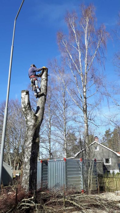 Arborist i säkerhetssele beskär en stor björkstam på en solig dag, med klarblå himmel och hus i bakgrunden.