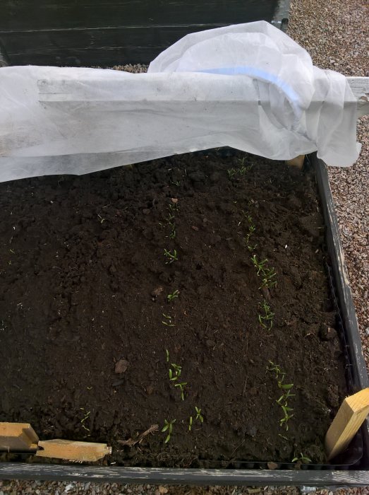 Unga plantor i en pallkrage skyddade med fiberduk för att klara kyliga temperaturer.