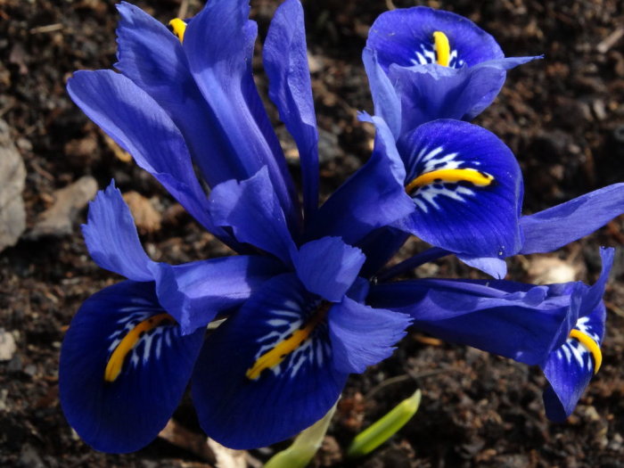 Blå Iris reticulata 'Harmony' i blom i en trädgård.
