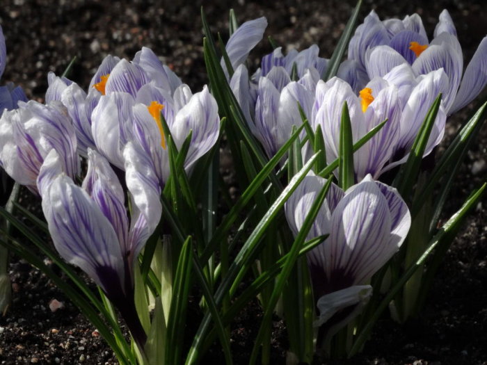 Ränder av lila och vita Crocus vernus 'Pickwick' i blom i en trädgårdsrabatt.