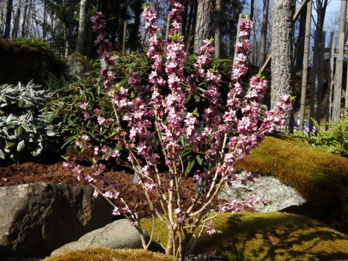 Blommande tibast Daphne mezereum i en trädgård med stenar och mossa under vårsolen.