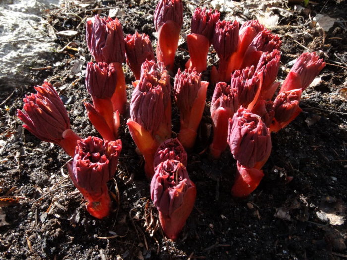 Röda knoppar av våriris 'Iris reticulata Harmony' som slår ut i trädgårdens vårjord.