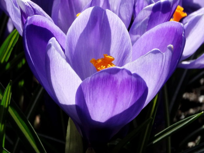 Närbild av lila krokus 'Crocus vernus Pickwick' med detaljerad syn på kronbladen och ståndarna.