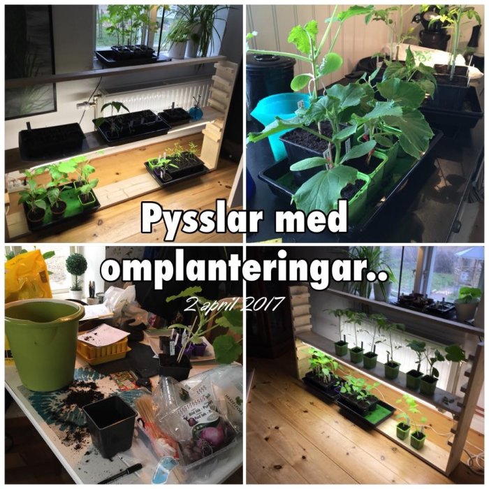 Kök med småplantor och krukor under omplantering, jord och planteringsutrustning utspridd.