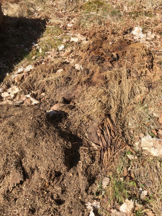 Skogsmyrstack i skogsmiljö med synliga myrgångar och dött växtmaterial.