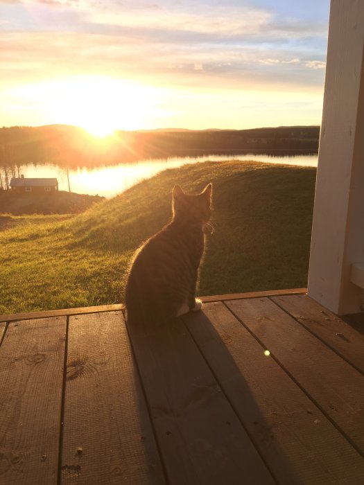 Katt sitter på trädäck i solnedgången med utsikt över en sjö och landskap.