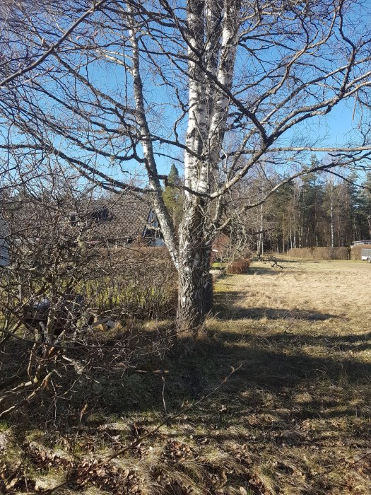 Träd med grenar som hänger över en trädgård nära tomtgränsen mot en blå himmel.