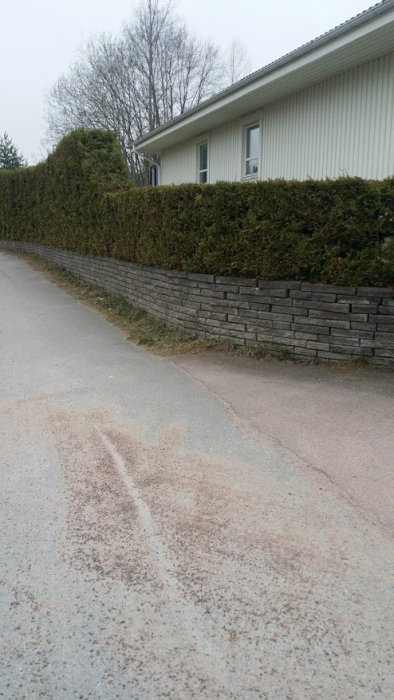 En 80 cm hög stödmur med en lika hög häck ovanpå vid en trottoarkant.