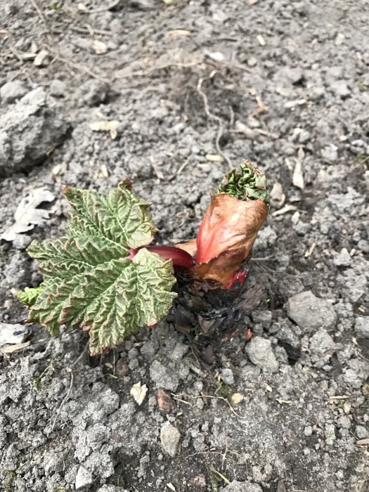 Växande rabarberstjälk med blad bryter fram från jordig mark.