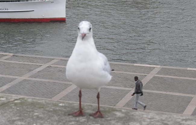 Mås i förgrunden med person som går på strandpromenad och båt i bakgrunden.