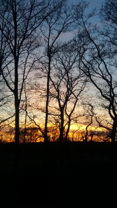 Konturer av träd mot en solnedgång med orange och blå himmel.