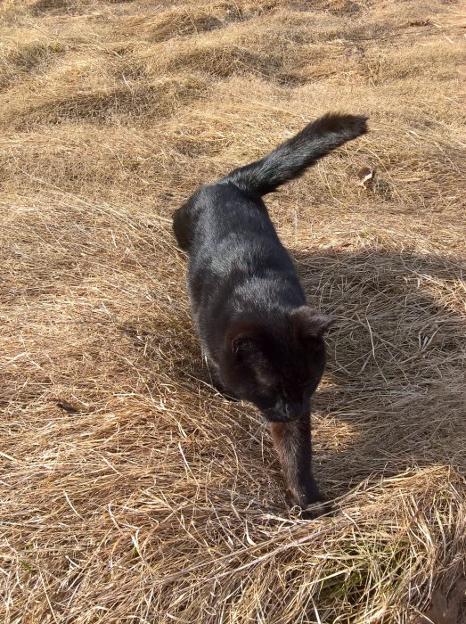 Svart katt som går på ett torrt gräsområde, verkar oberörd av stök runt omkring.