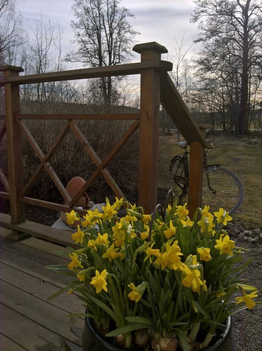 Kruka med gul påskliljor i förgrunden, träaltan och cykel på en tom lantlig gård utanför snötäckning.