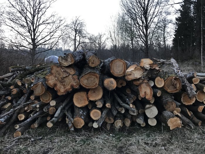 Stapel av nedsågade trädstockar, mestadels körsbärsträd, av olika storlek i en skogsmiljö vid skymningen.