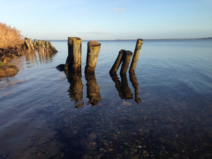 Gamla träpålar speglar sig i det klara vattnet vid Limfjorden, Danmark, på en solig dag.