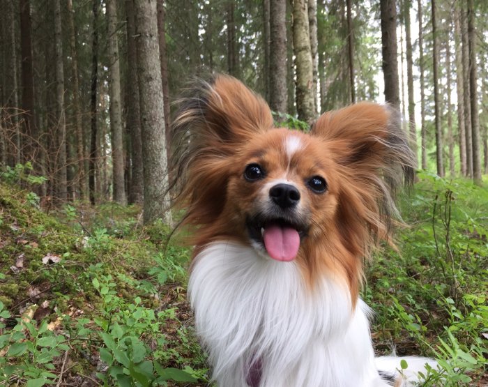 Liten hund med fluffig päls och glansiga ögon sitter i skogen med tungan ut.