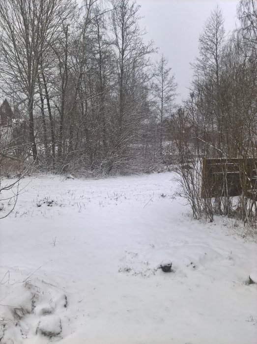 Snöklädd trädgård med kala träd som illustrerar oväntat vinterlandskap i april.