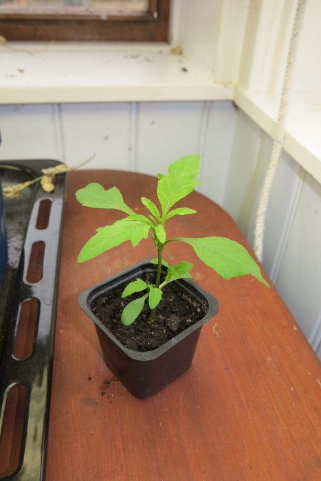 En ung planta med ljusgröna blad i en svart kruka på ett brunt bord inomhus.